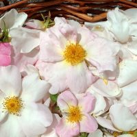 Rosenblüten für Blog