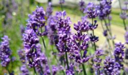 Lavendel Lavendel
