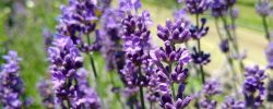 Lavendel